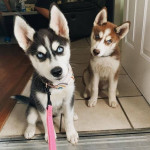 Husky puppies