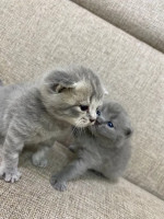 Scottish Kittens for free