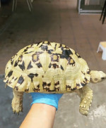 Tortoise
