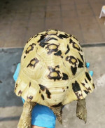 Tortoise