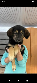 Rocky boy 2 month age