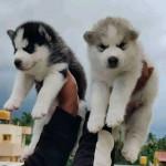 Male and Female Siberian Husky Puppies Available