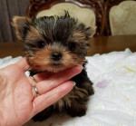 Yorkies puppies for adoption