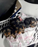Yorkies puppies for adoption