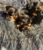 Yorkie for adoption