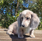 Gorgeous miniature dachshund