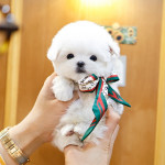Teacup maltese puppy  avaliable