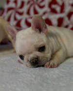 French bulldog puppies 🐶 available looking for new owners