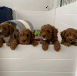 Cavapoo puppies available for adoption