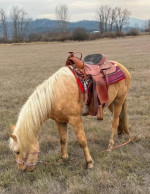 Adorable horse looking for a new home