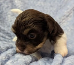 Charming Biewer Terrier Puppy Looking for a Loving Home!