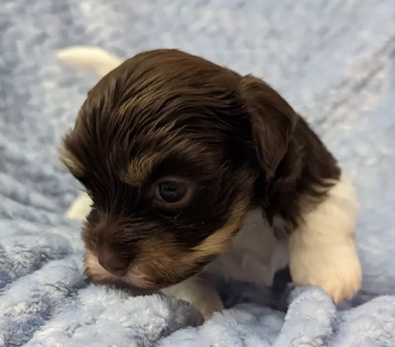 Charming Biewer Terrier Puppy Looking for a Loving Home!