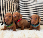 Adorable male and female miniature Dachshund puppies