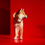 LOUXOR PET COLLAR L