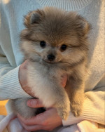 Super cute and healthy Pomeranian Puppies available for a new home.