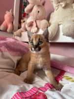 SWEET SAVANNAH SERVAL & CARACAL KITTENS READY