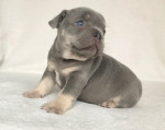French bulldog puppy