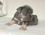 French bulldog puppy