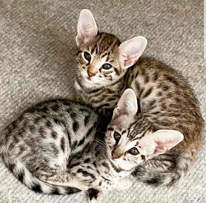 Beautiful F1 Savannah Kittens ready 😻