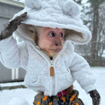 Cutie Capuchin monkey for adoption.