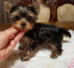 Yorkies fro adoption