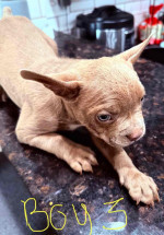 Frenchton puppies