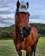 American Quarter Horse needs a new home