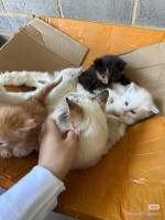 All are available now for adoption