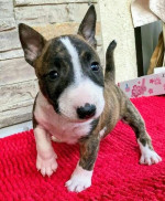 Bull Terrier puppies