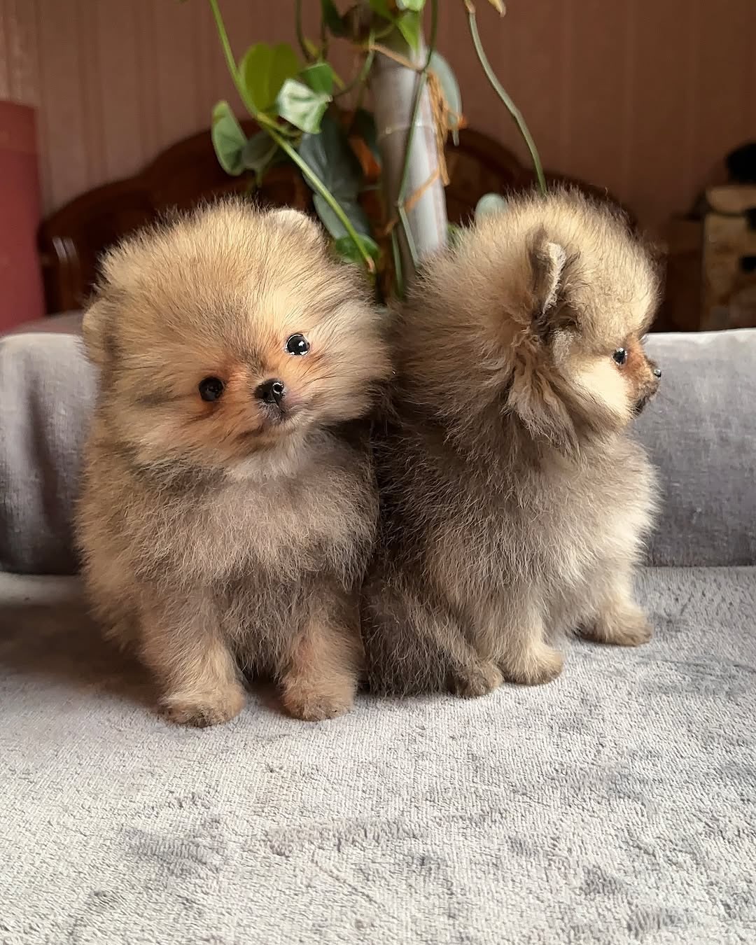 Lovely Pomeranian pups Available
