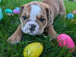 English bulldogs