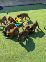 Boxer puppies