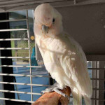 Goffin cockatoo for sale