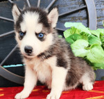 Siberian husky puppies for sale
