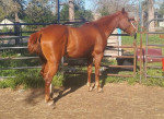 Beautiful mare looking for a new family