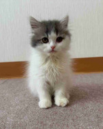 Domestic long haired cat