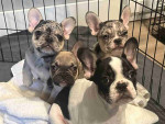 Amazing French Bulldog puppies
