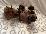 Adorable and Healthy Puppies Looking for Loving Homes.