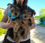 Sweet Outstanding Chaming Male and Female Yorkshire Terrier Puppies