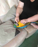 Male and Female Blue and Gold Color Macaw Parrots