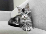 Adorable maine coon kitten