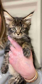 Adorable maine coon kitten