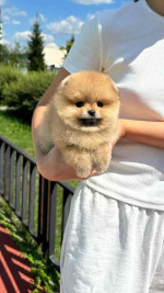 Pomeranian Puppies for Adoption