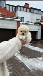 Pomeranian Puppies for Adoption