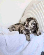 Purebred Dachshund Puppies For Sale Very Adorable