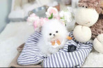 Dollar is a cute tinny teacup Pomeranian puppy