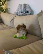 Shih tzu puppy for Adoption