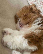 Shih tzu puppy for Adoption