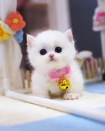 Home of munchkin cats