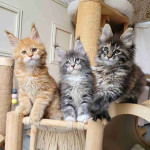 Sweet Maine Coon Kittens Available for Adoption — Bring Home a Gentle Giant!